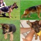 Kora es la de la foto superior izquierda (adulta)
Y las dos fotos inferiores (de cachorrita)
El otro perro de la foto es el macho con el que tuvimos cachorros hace un par de años