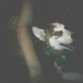 yukii ,le gustaa correr mucho x3