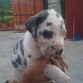 este es uno de mis cachorritos gran danes