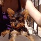 Yorkshire Terrier de tres meses recien cumplidos