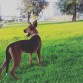 Shana es una perrita encantadora ,cariñosa ,nerviosita y juguetona
Necesita que alguien la adopte,la quiera y cuide porque su dueño actual no la puede atender por enfermedad