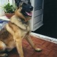 este fue mi primer perro murio en el 2007