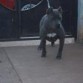 pitbull bully , hembra, en esta foto tenia 9 meses.