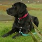 Luck, 40 Kilos de perro con un corazón tan grande como su cabeza.