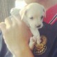 Marley el primer día que lo conocí, tenía un mes de nacido.