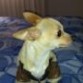 rayo