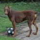 perro jugando.