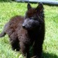 MI PERRITO LINDO!!!!!!!!!!