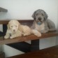 Bosco y Lotty