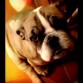 Mi pequeña Bulldog Inglés :) 