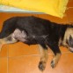 acostadito