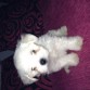 Hola me llamo copito y tengo 2 meses. Acabo de llegar a casa de mis dueños y estoy muy contento