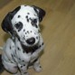 Balú (Dálmata) con 4 meses