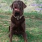 El padre de Tayson, de la madre no tengo desgraciadamente fotos, pero mi amigo que es un criador particularx que es ademas quien me regalo a mi Tayson me asegura que la madre tambien es una labradora chocolate pura...