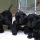 los hijos de mi perrita labradora chocolate 