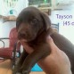 Tayson recien destetado con 45 días jejejeje