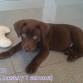 Tayson con 2 meses y 1 una semana, esperando para ponerle su primera vacuna jejeje
