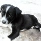 no se si sea pitbull americano