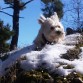 Capricho disfrutando en la nieve