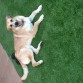 El mejor perro