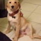 Cachorra de 4 meses y medio