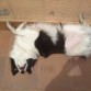 Tomando el sol