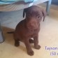 Tayson con 50 días aproximadamente...