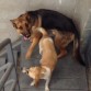 Ringo y su compañera lulu