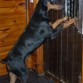 KUSEL...ESPERANDO VISITAS, ES HIJO DE UN CAMPEON ARGENTINO LLAMADO PATAGONIA RANCH ALUF.