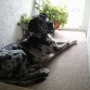 Otto echando chismé en la ventana