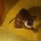 Pit bull el perro que aún demuestra amor en esa tiernos ojos