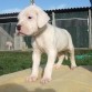 El perro argentino que no es agresivo 