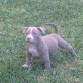 Se vende american bully con abkc vcuna y desparasitad