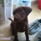 Tayson con 2 meses :P