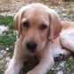 Lolo, cachorro de labrador y golden de casi 4 meses