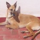 mi loba tomando el sol en la azotea