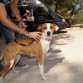 Busca familia. Es una perrita buena que se lleva bien con todo el mundo