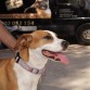 Es una perrita ideal, buena, cariñosa y juguetona.