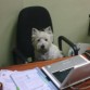 Tengo mucho trabajo