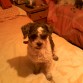 el viejitho de mi perrito