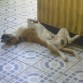 mi hora de la siesta""