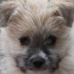 Es una mezcla de pomerania y shitzu