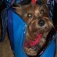 Le encanta pasear en su bolso>