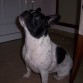 Es muuu bonicaaaaa, la perrita de mi hermanooo!!!