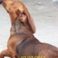 Dachshund o Salchicha, 