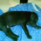 aki esta la perrita de la cassa tine 2 messes i dizen que es labrador xdxd

