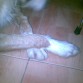 El cruce de patas de yacko