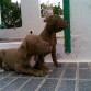 neron con su hermana tara