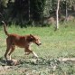 BIMBO. Edad: 2004, macho. Perrito pequeño muy dulce. Es un amor de perro, le encanta correr por eso necesita salir pronto del refugio.