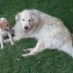 Penny jugando con Dora.
